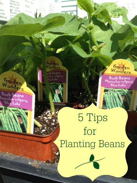 5 Tips for Growing Beans | iGoBOGO