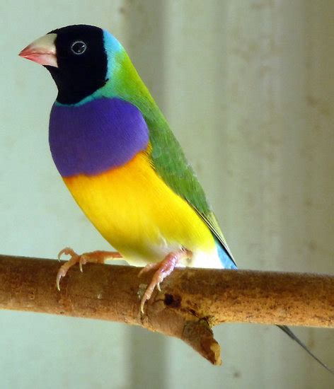 Gouldian Finch Images