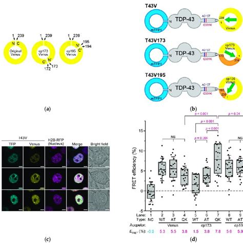 Domain Structure Of Tdp 43 Predicted By Alphafold2 Q13148 An