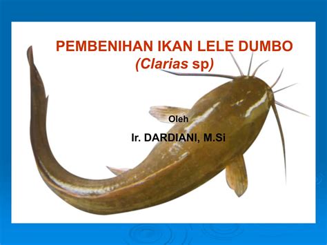 arti mimpi dapat ikan lele dan gabus
