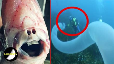 Deep sea creatures caught on camera - imgLasi