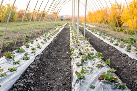 Tudo o que você precisa saber sobre mulching TechAgro