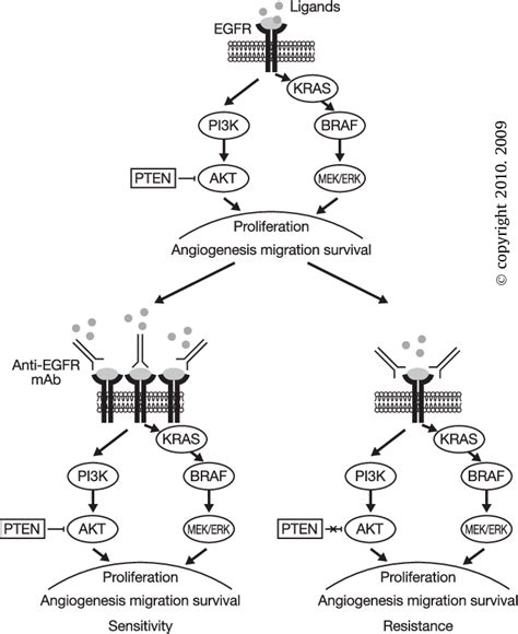 An Overview Of The Epidermal Growth Factor Receptor Egfr Pathway And