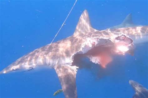 Video Shows ‘half Eaten Zombie Shark Still Looking For Prey