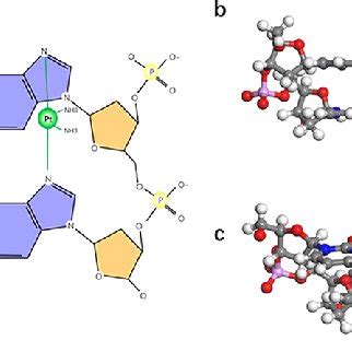 Model Structure Of Cisplatin Adduct To Dna A Plan View Of A