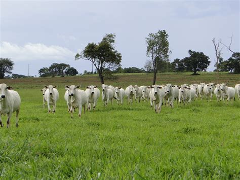 Banco De Imagens Grama Campo Fazenda Prado Vaca Gado Rebanho