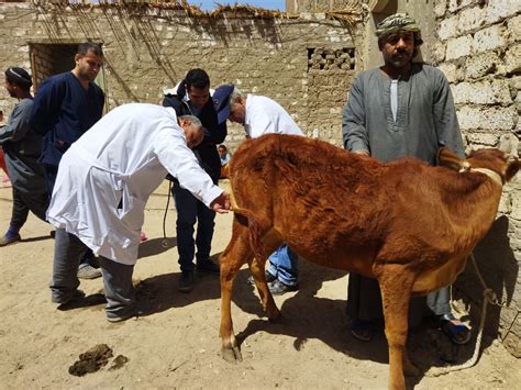 الطب البيطري بالشرقية قافلة بيطرية شاملة بـالغزالى بوابة الأهرام