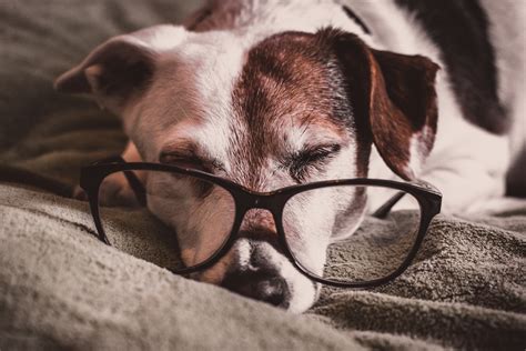 Stimulus Control Discrimination And Generalization Paws And Effect