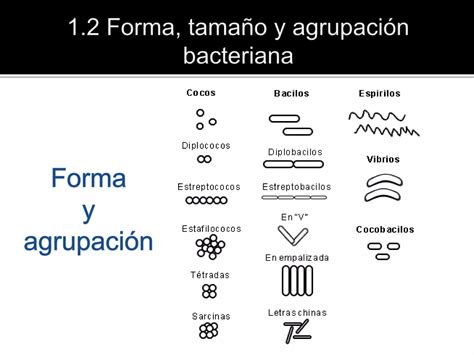 Generalidades De Bacterias PPT