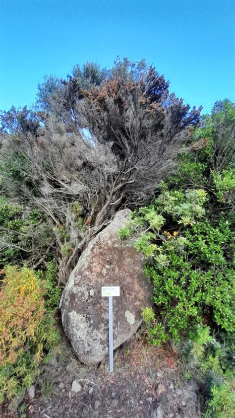 Il Percorso Botanico Di Capraia Un Ponte Fra Le Isole Della Riserva Di