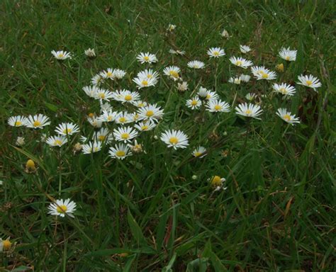 Daisy ~ Identify Lawn Weeds