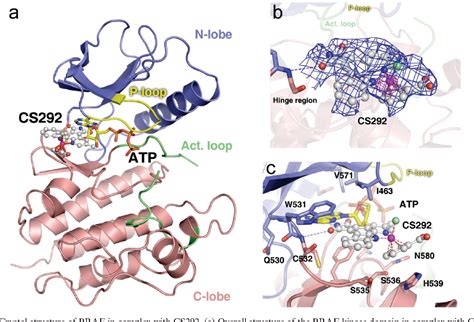 Figure From The Crystal Structure Of Braf In Complex With An