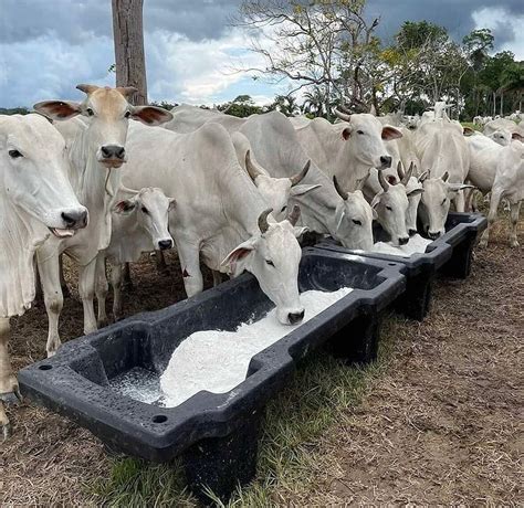 Sal Mineral Para Gado Como Fazer Na Propriedade Boi Sa De