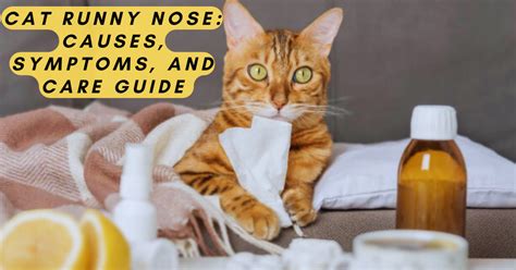 Cat Runny Nose: Causes, Symptoms, and Care Guide - kitty craze chronicle