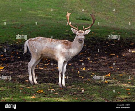 Fallow Deer Stag Stock Photo Alamy