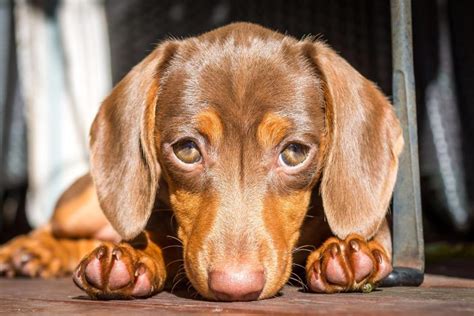 Revealing The Science Behind Those Irresistible Puppy Dog Eyes