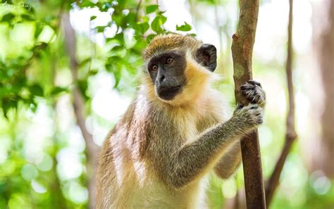 Barbados Wildlife Reserve: Exploring Barbados | Lizzy Davis