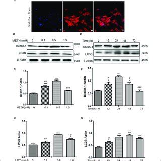 Meth Induced Autophagy In Primary Neuronal Cells A The Primary