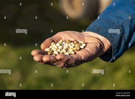 A Close Up Of A Farmers Hand Holding Harvested Fava Beans Faba Sativa Moench During The Fall