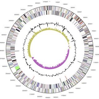 Graphical Circular Map Of The Genome From Outside To The Center Genes