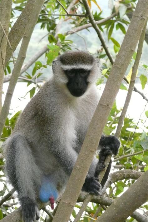 Free Images Nature Forest Sweet Wildlife Wild Zoo Mammal Fauna