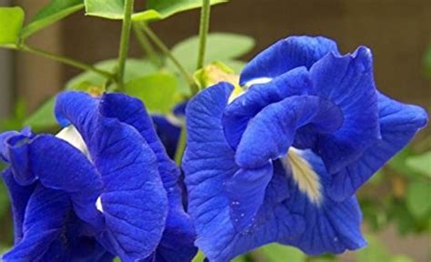 Double Blue Butterfly Pea Vine On Farmish