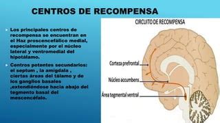 Ubicaci N E Importancia Del Sistema De Recompensa Y Castigo Ppt