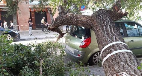 La Caída De Un árbol Destroza El Techo De Un Coche En Cádiz