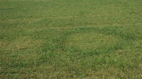 Fairy Ring Nc State Extension