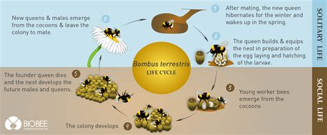 Life Cycle of bombus terrestris - BioBee USA