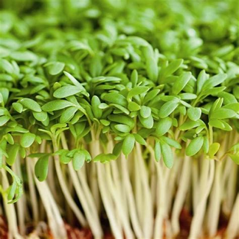 Organic Cress Sprouting Seeds - Garden Planting | Non GMO | Microgreens Sprouts | eBay