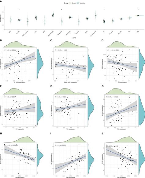 Frontiers Elucidating The Molecular Landscape Of Tendinitis The Role