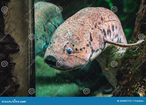 West African Lungfish Stock Image Image Of Museum African 269067731