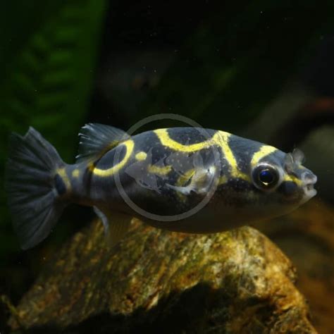 Freshwater Puffers Aquatics Unlimited