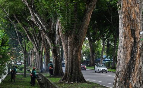 Penang Identifies Unhealthy Trees Along Major Roads In Urgent