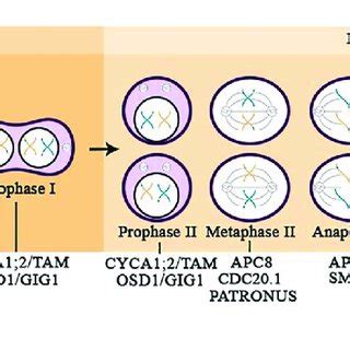 Overview Of The Meiotic Progression In Diploid Plants Highlighting