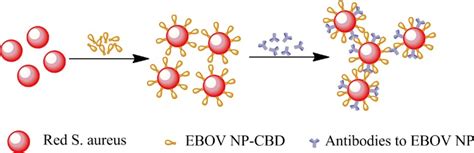 Rapid Detection Of Viral Antibodies Based On Multifunctional