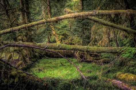 Mirkwood forest Photograph by Bill Posner