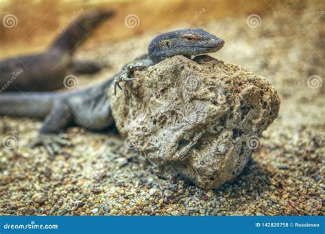 Lizard on the stone stock photo. Image of iguana, dinosaur - 142820758