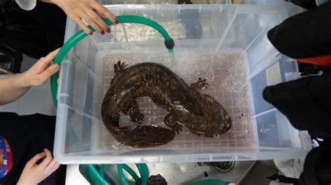 A Tale of Two Nearly Extinct Giant Salamanders - The New York Times