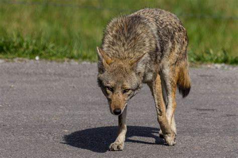 Curious Coyote Smithsonian Photo Contest Smithsonian Magazine