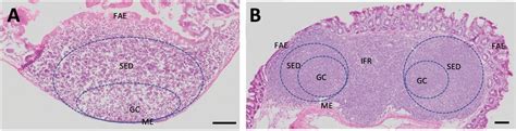 Location Of Active Zones Within A Peyers And Caecal Patch In Adult