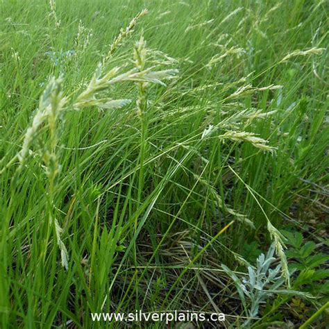 Saltgrass Silver Plains Project