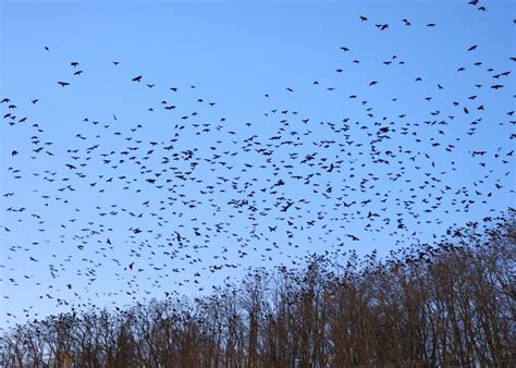 winter crow roost late arrivals winter crow roost