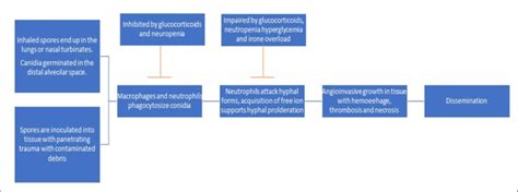 Pathogenesis Of Mucormycosis Download Scientific Diagram