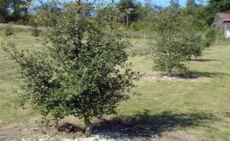 Cómo plantar un árbol de trufas La rica Trufa