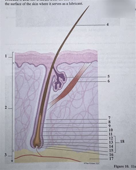 Hair follicle Diagram | Quizlet