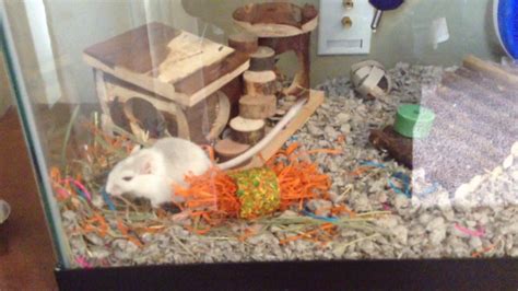 12 Week Old Gerbil Making His Bed Soo Cute ️ ️ ️ Youtube