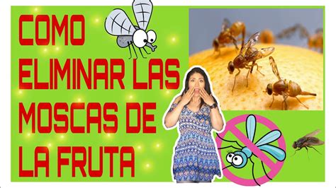 Como Acabar Con Los Mosquitos De La Fruta YouTube