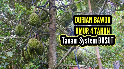 Durian Bawor Umur Tahun Tanam System Busut Sangat Rekomendasi